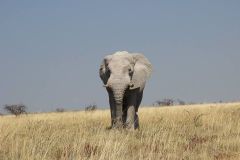 resized_Elefante-Namibia-2